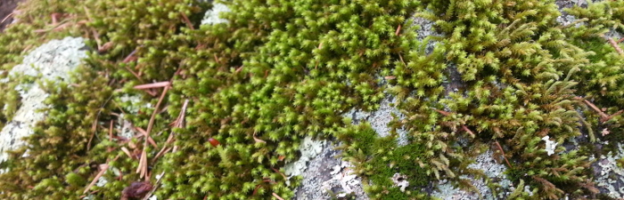 Moss and lichen together.
